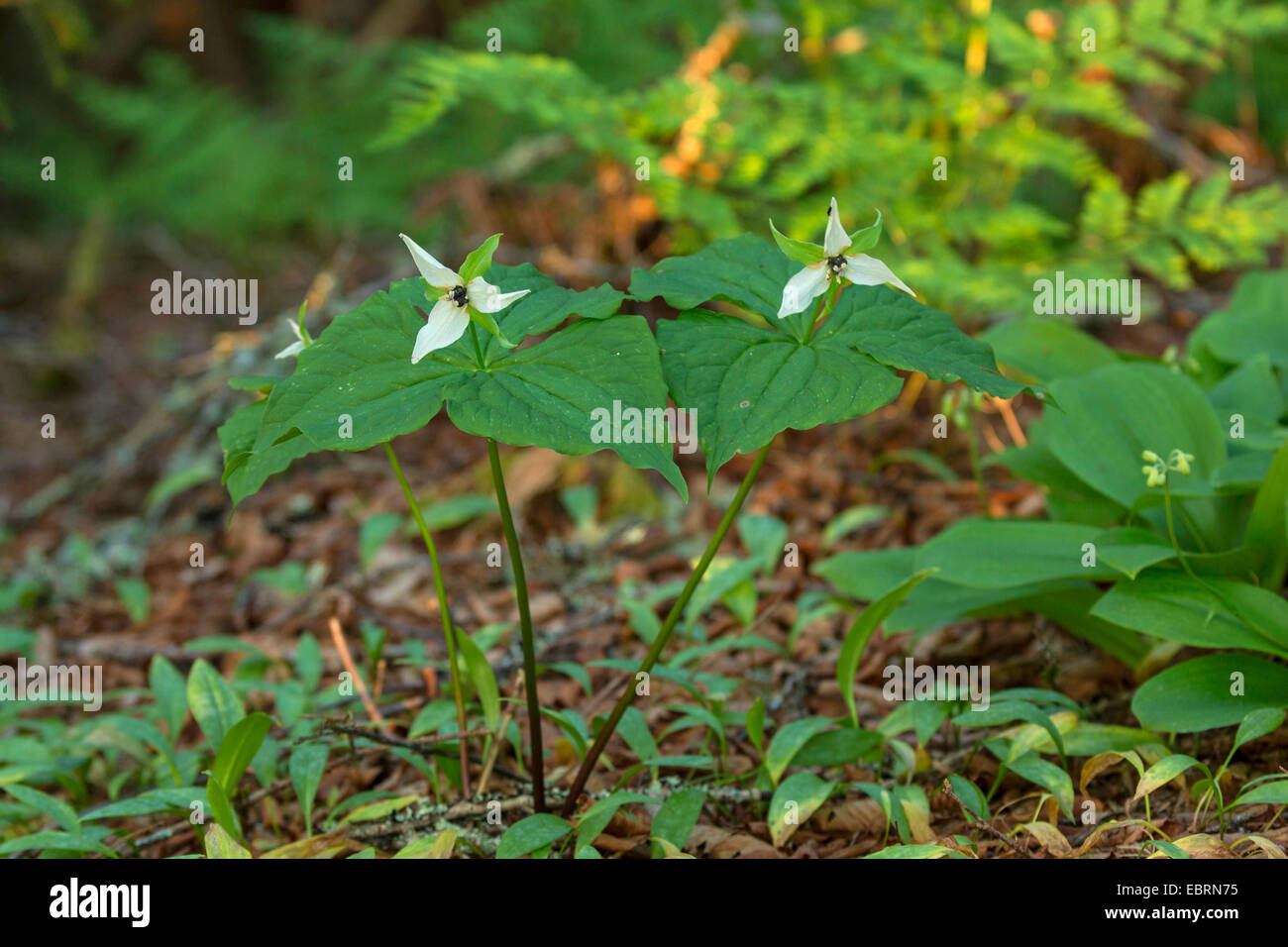 Maleodoranti-benjamin, mal profumo trillium (Trillium erectum), fioritura, USA, Tennessee, il Parco Nazionale di Great Smoky Mountains Foto Stock