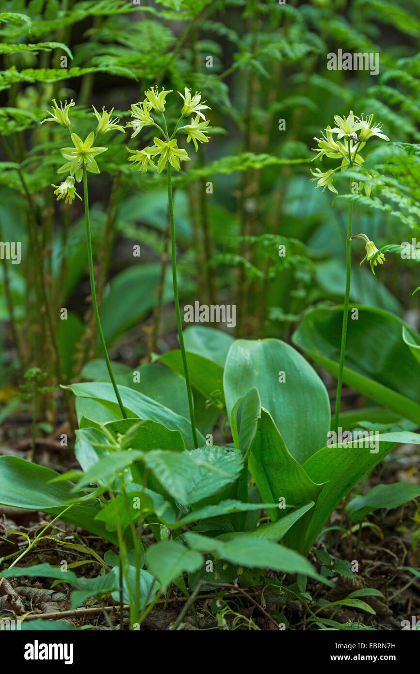 Clinton lily, Bluebead Lily (Clintonia borealis), fioritura, USA, Tennessee, il Parco Nazionale di Great Smoky Mountains Foto Stock