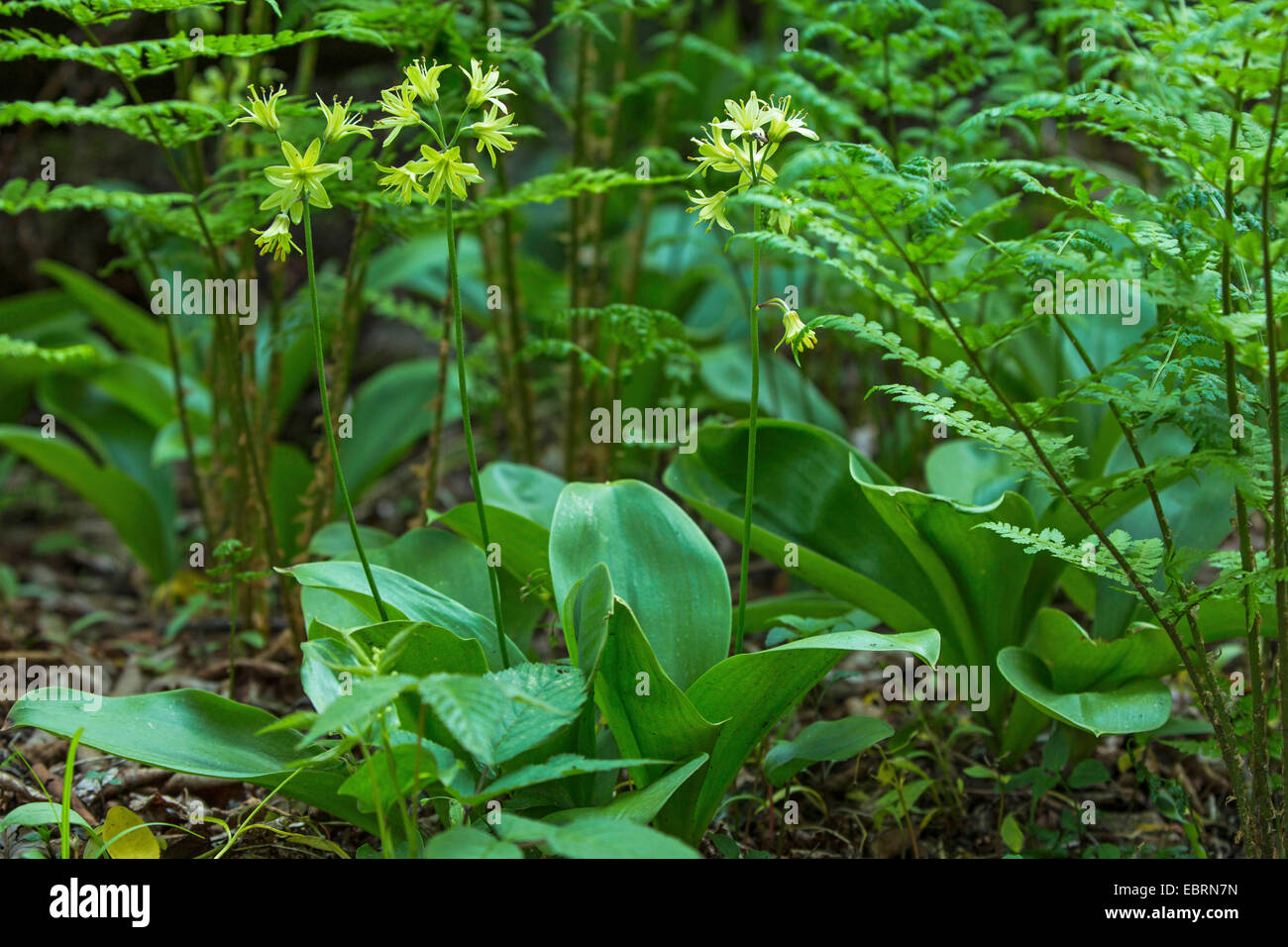 Clinton lily, Bluebead Lily (Clintonia borealis), fioritura, USA, Tennessee, il Parco Nazionale di Great Smoky Mountains Foto Stock