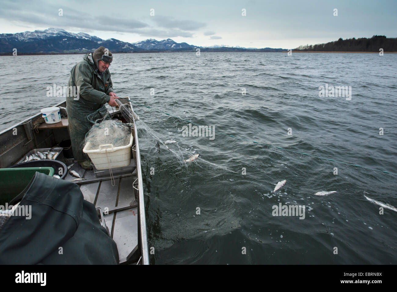 Whitefishes, lago whitefishes (Coregonus spec.), pescatore la cattura di pesci con reti da imbrocco, in Germania, in Baviera, il Lago Chiemsee Foto Stock