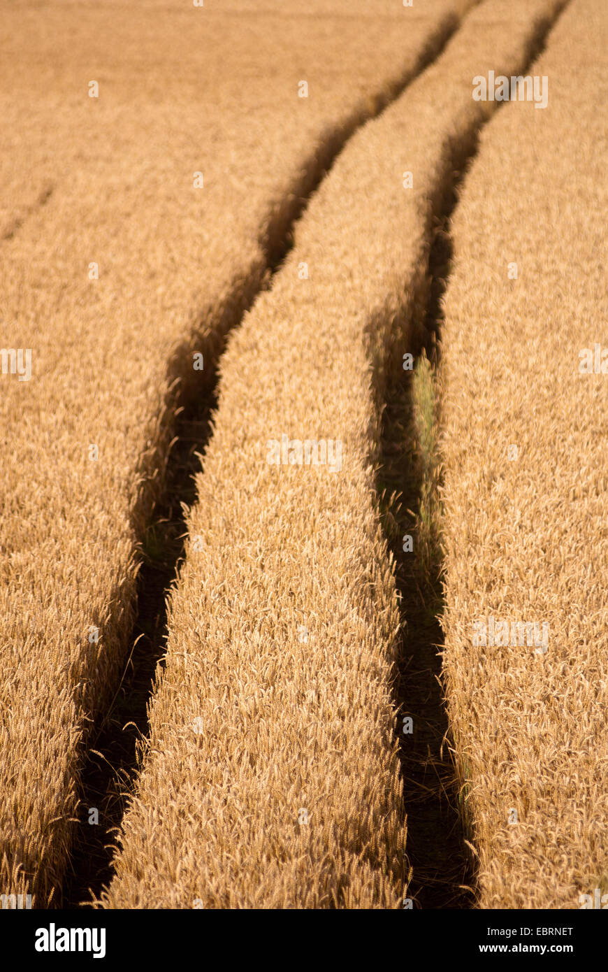 Le vie in esecuzione attraverso il campo di grano Foto Stock