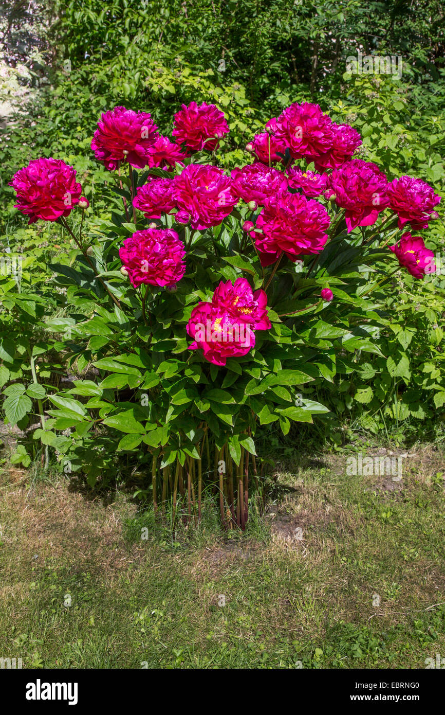 Paeony (Paeonia officinalis), fioritura Foto Stock