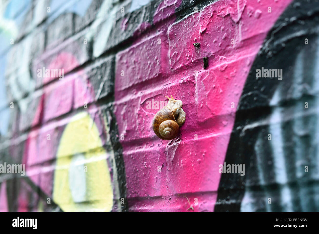 Lumaca su un coloratissimo graffito parete , Germania, il Land della Baviera, Stein Foto Stock