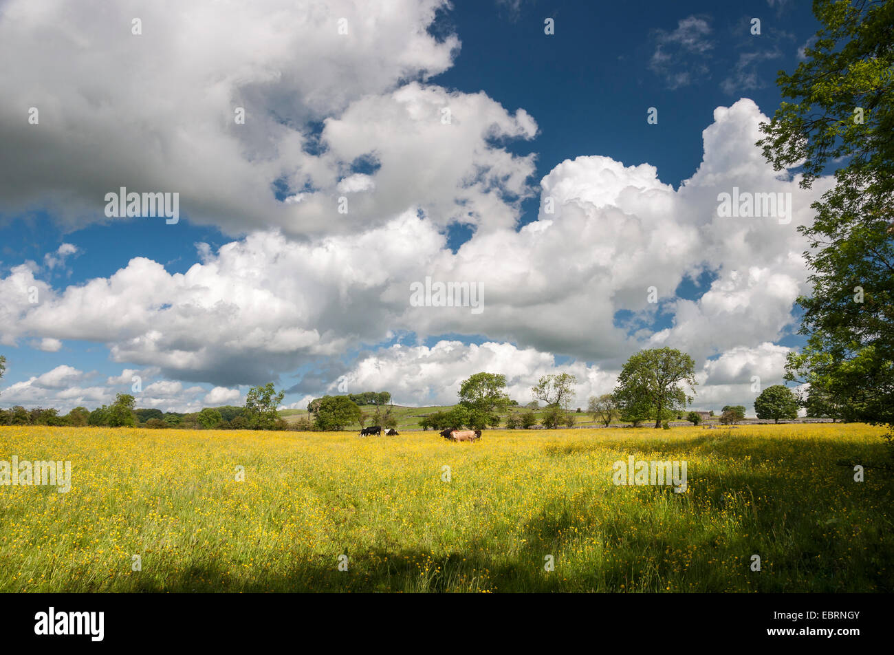 Soffici nuvole in un cielo blu sopra prato pieno di renoncules e del bestiame al pascolo. Giornata di sole nel Peak District, Derbyshire. Foto Stock