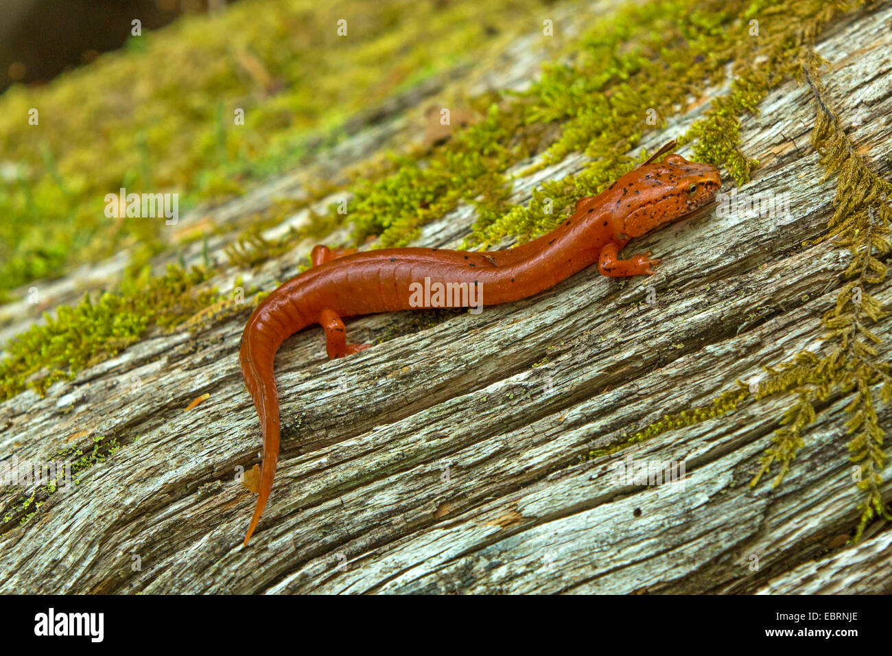 Blua Ridge salamandra a molla (Gyrinophilus porphyriticus danielsi), su deadwood, USA, Tennessee, il Parco Nazionale di Great Smoky Mountains Foto Stock