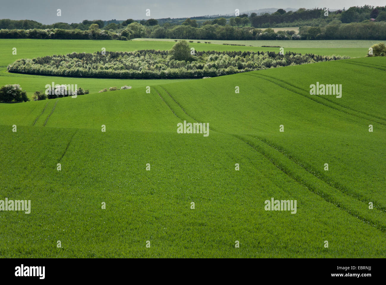 Piantagione di alberi campo di grano copse vicino Inkpen, West Berkshire, Regno Unito Foto Stock