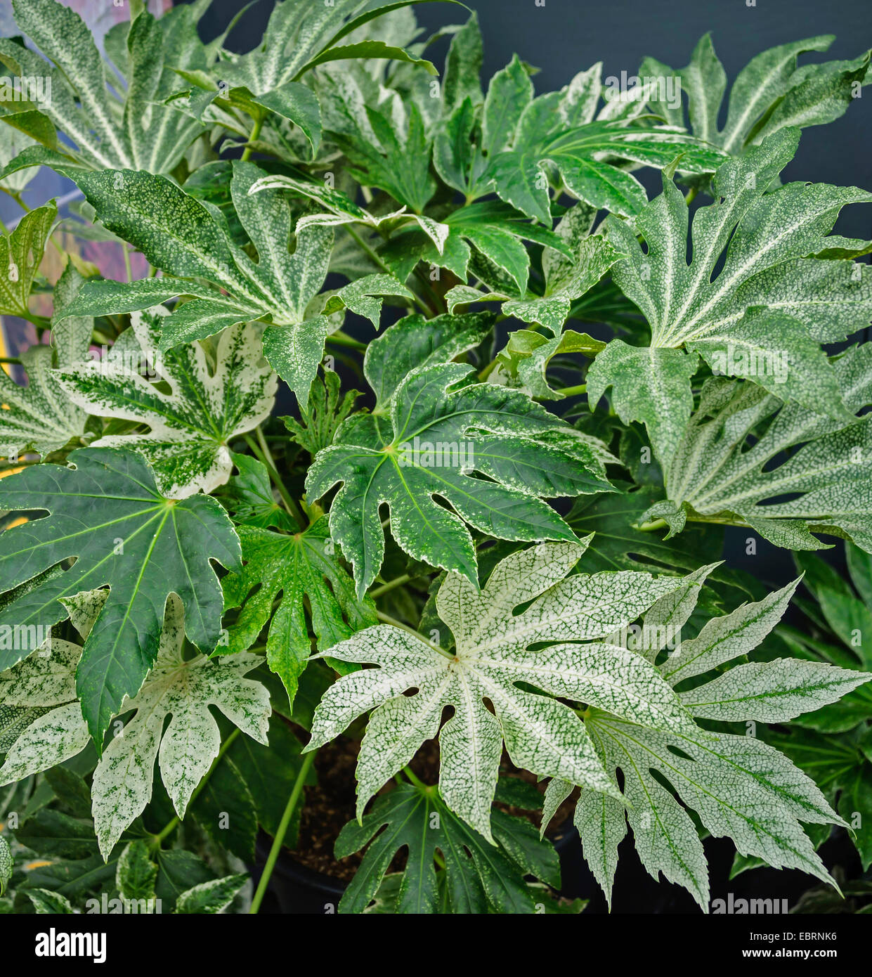 Giapponese (Aralia Fatsia japonica 'Spiders Web', Fatsia japonica Spider Web), cultivar ragnatela, Niagara, Zuid-Holland Foto Stock