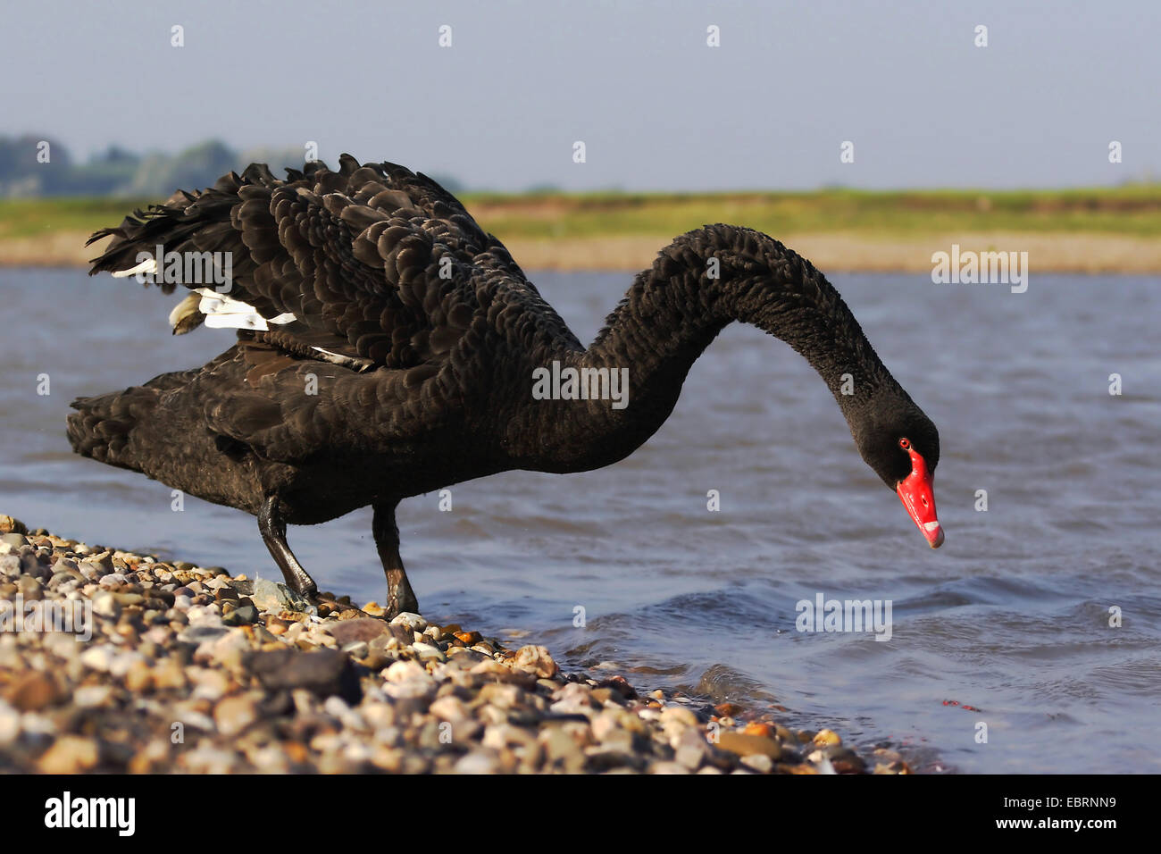 Black Swan (Cygnus atratus), sulla riva del fiume, Germania Foto Stock