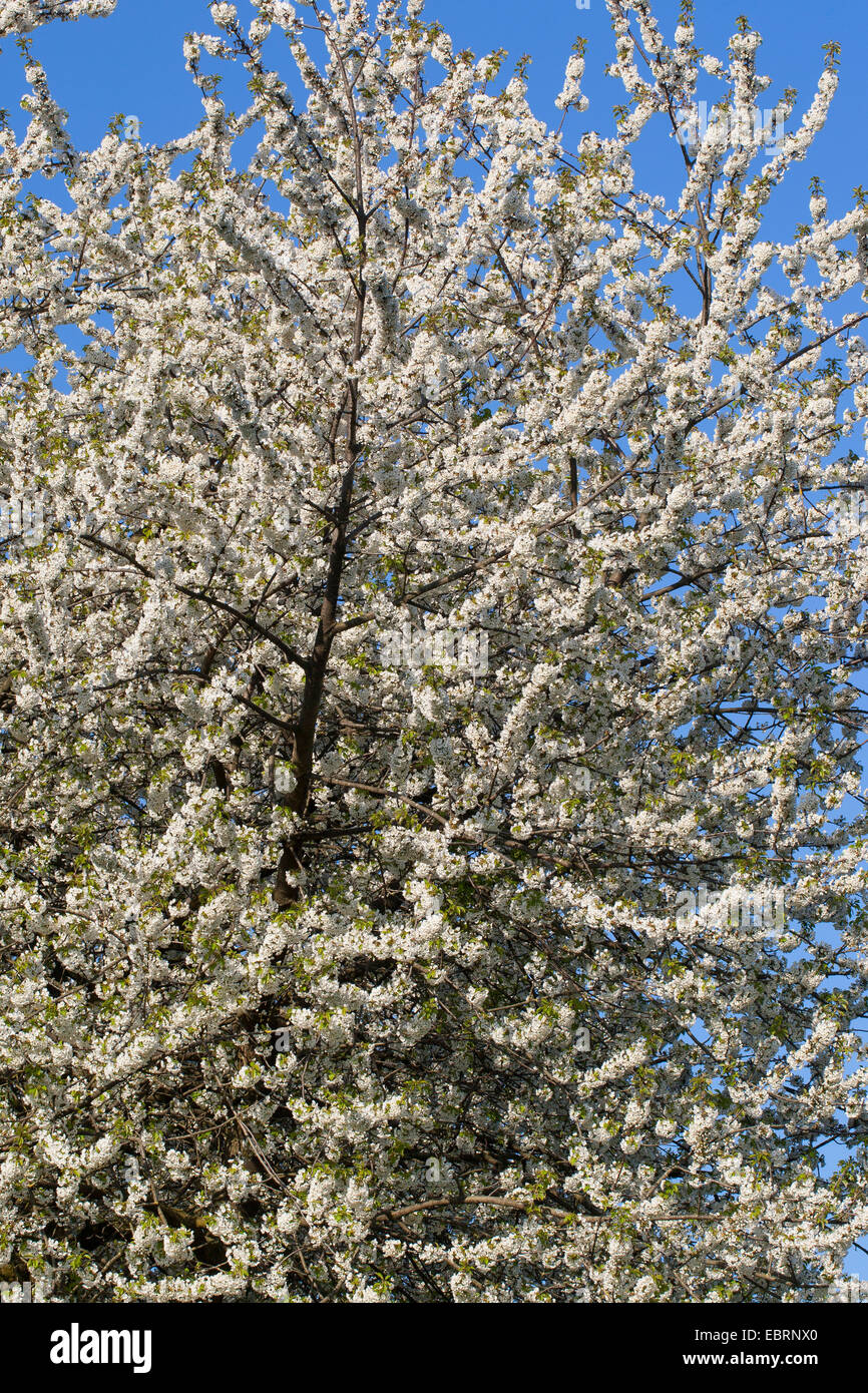 Ciliegio selvatico, ciliegio dolce, fisarmonica Gean, mazzard (Prunus avium), fioritura, Germania Foto Stock