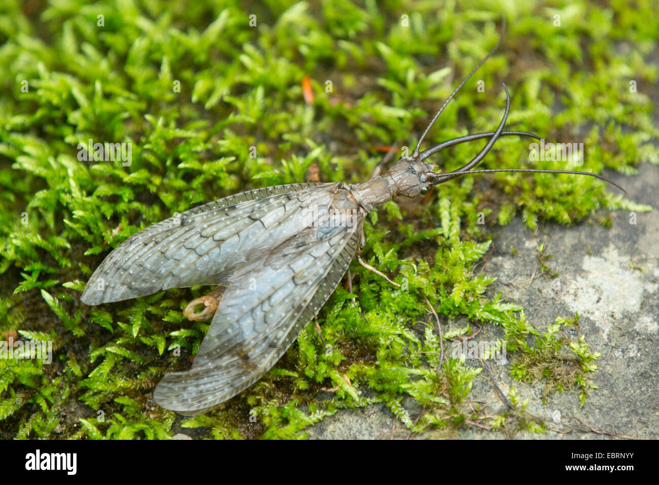 Dobsonfly orientale (Corydalus cornutus ), maschio su MOSS, USA, Tennessee, il Parco Nazionale di Great Smoky Mountains Foto Stock