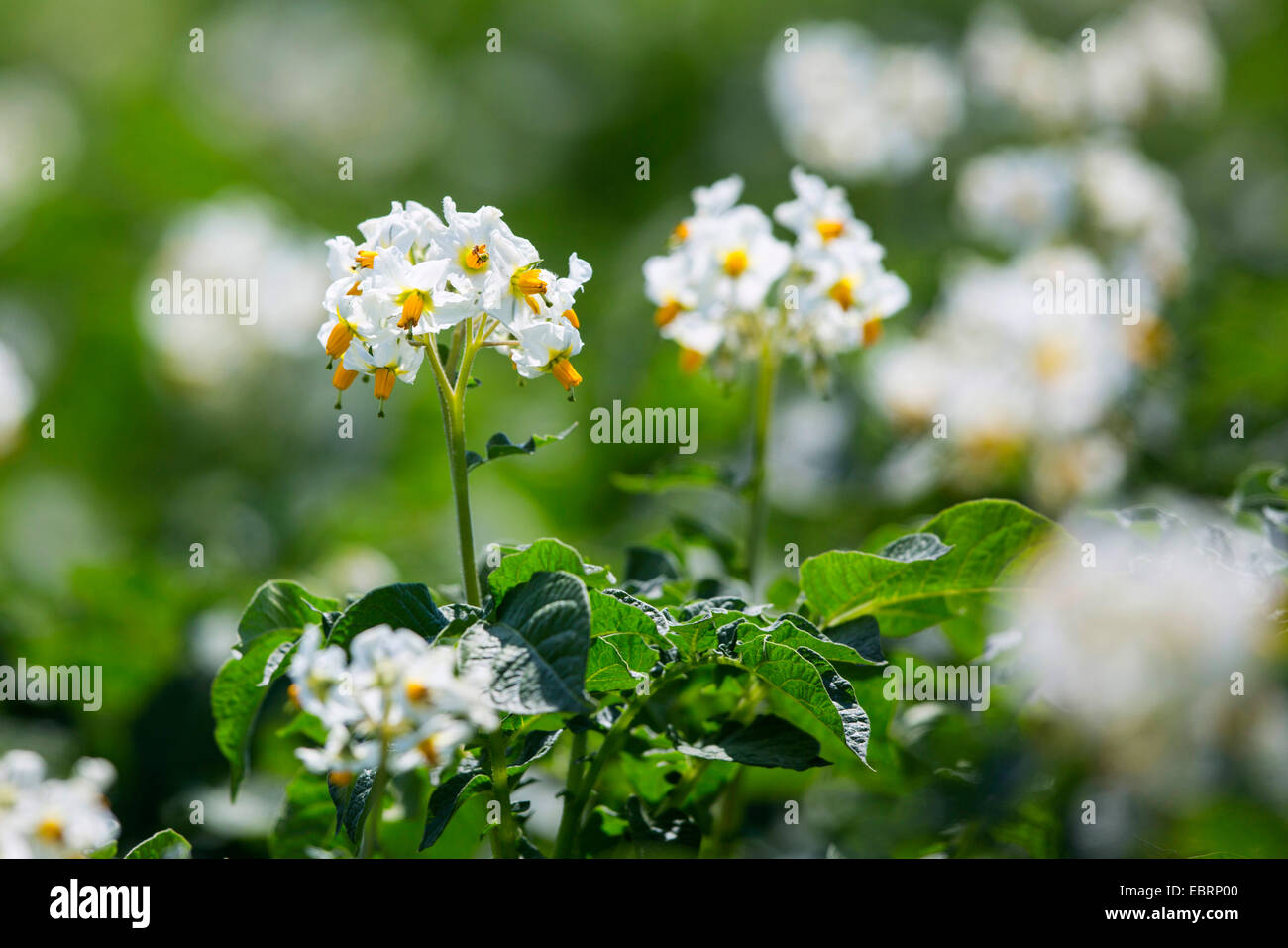 Patata (solanum tuberosum), fioritura pianta di patata a Sunshine, in Germania, in Baviera Foto Stock