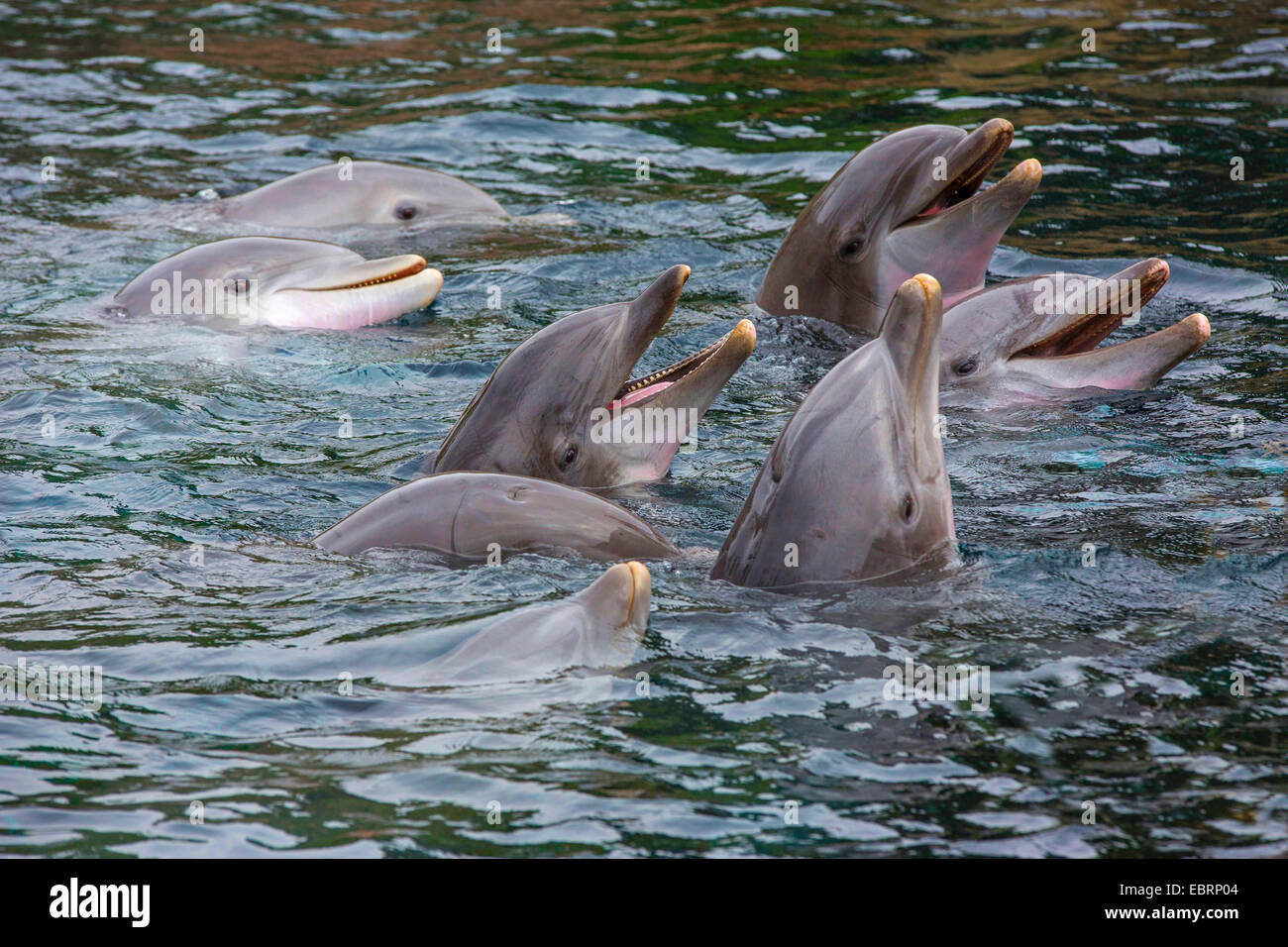 Bottlenosed dolphin, comune bottiglia di delfini dal naso (Tursiops truncatus), otto delfini guardando fuori dall'acqua Foto Stock
