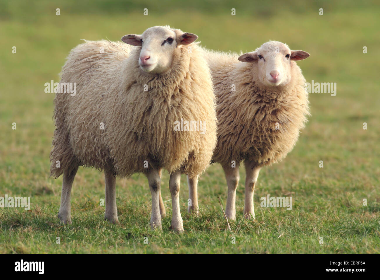 Gli animali domestici delle specie ovina (Ovis ammon f. aries), due animali in un prato, in Germania, in Renania settentrionale-Vestfalia Foto Stock