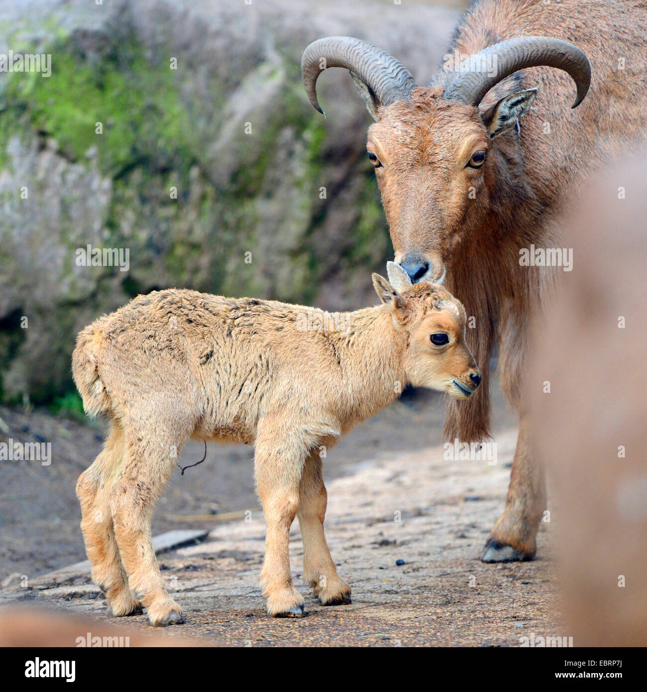 Mufloni, aoudad (Ammotragus lervia), la madre con il suo lamb Foto Stock