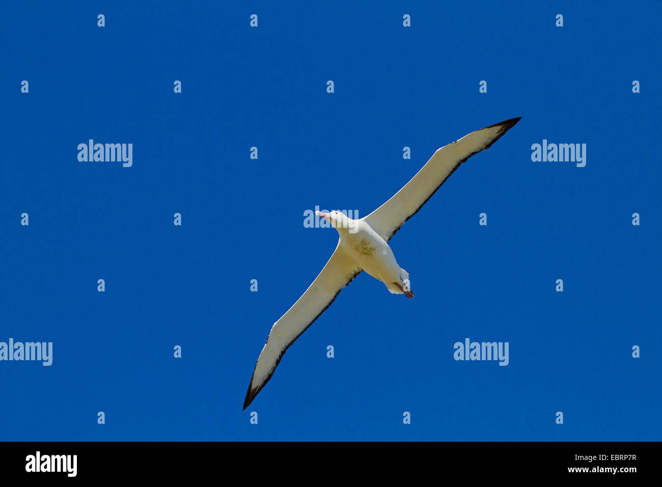 Albatros erranti (Diomedea exulans), al cielo, Antartide, Suedgeorgien, Prion Island Foto Stock
