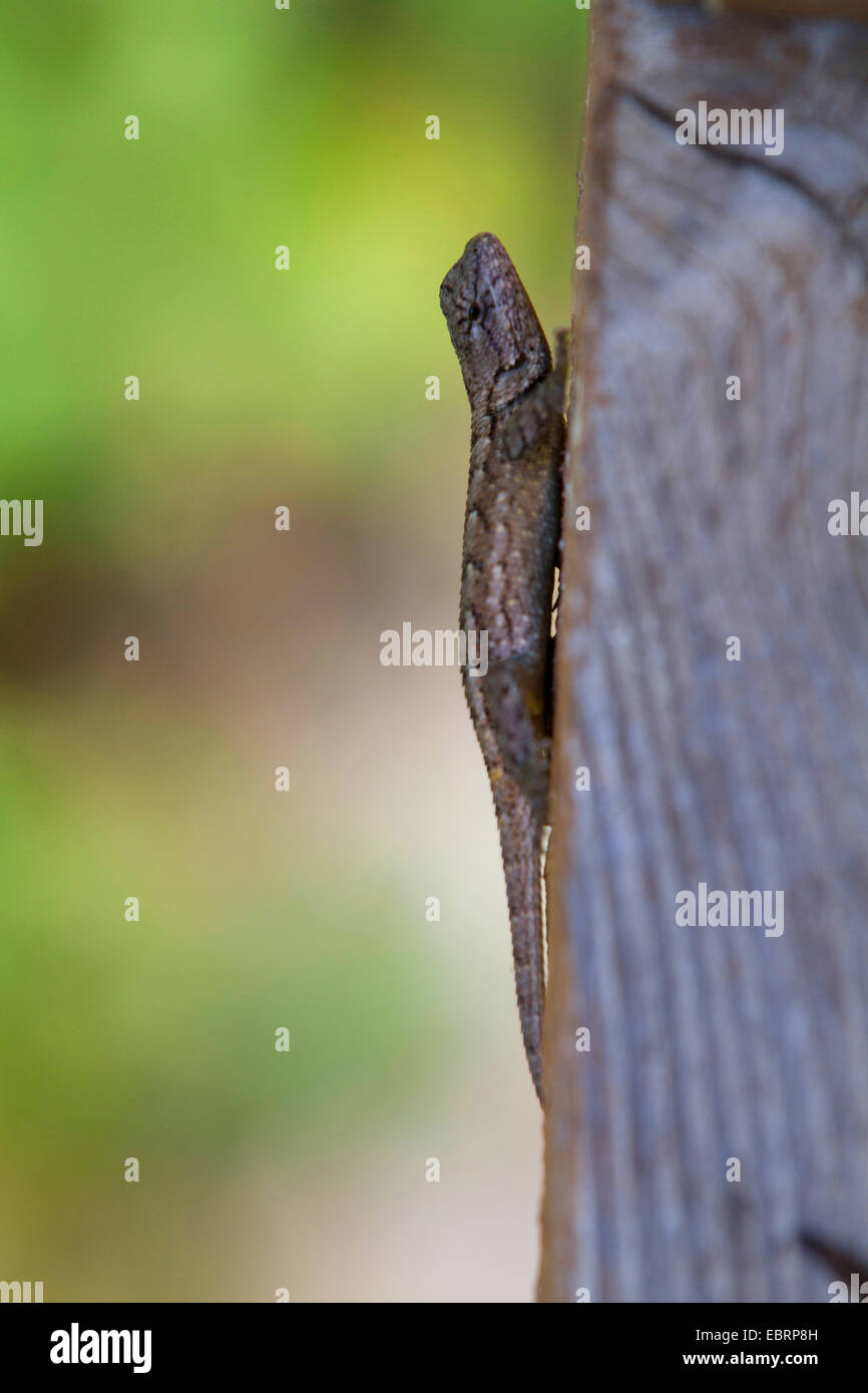 Recinzione lucertola, recinzione orientale lizard (Sceloporus undulatus), si siede sul pavimento in legno bordo, STATI UNITI D'AMERICA, il Tennessee, il Parco Nazionale di Great Smoky Mountains Foto Stock