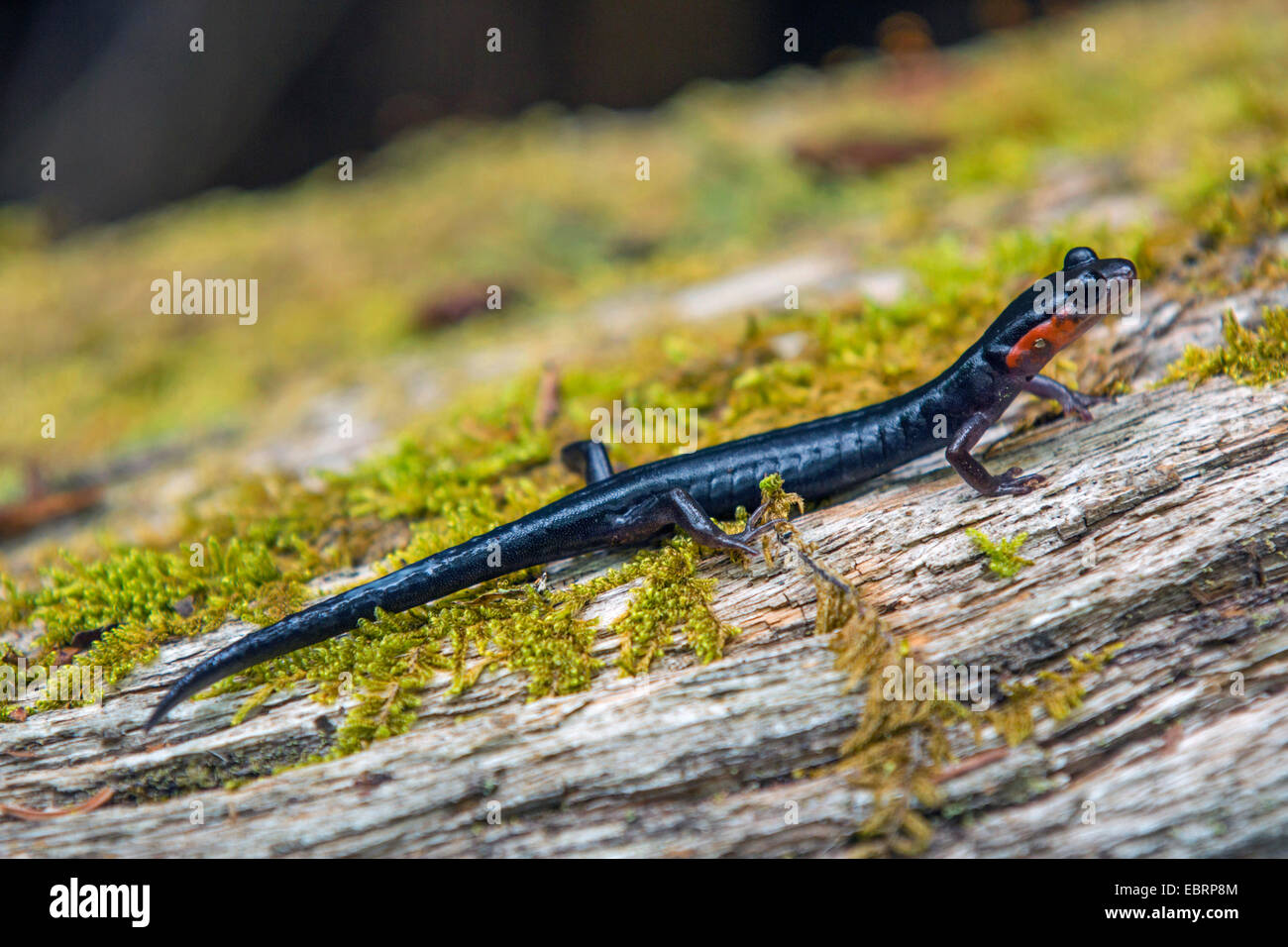 La Giordania la Salamander, rosso-cheeked salamander, Appalachian woodland salamander (Plethodon jordani), su deadwood, USA, Tennessee, il Parco Nazionale di Great Smoky Mountains Foto Stock
