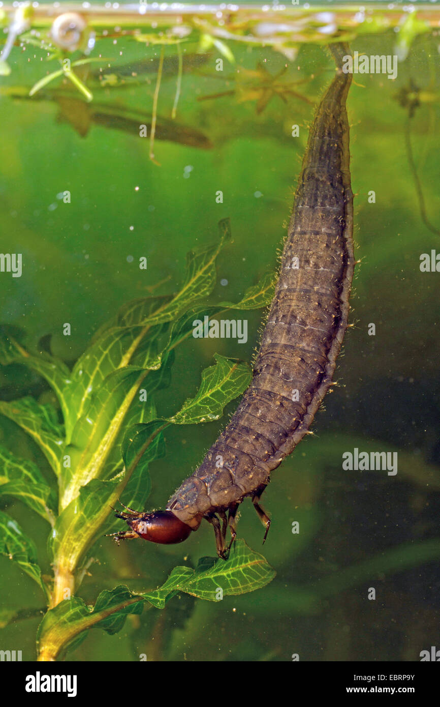 Maggiore argento beetle, grande acqua nera beetle, il coleottero acquatico, immersione beetle (Hydrophilus piceus, piceus idrata), larva prende il respiro in corrispondenza della superficie dell'acqua, Germania Foto Stock