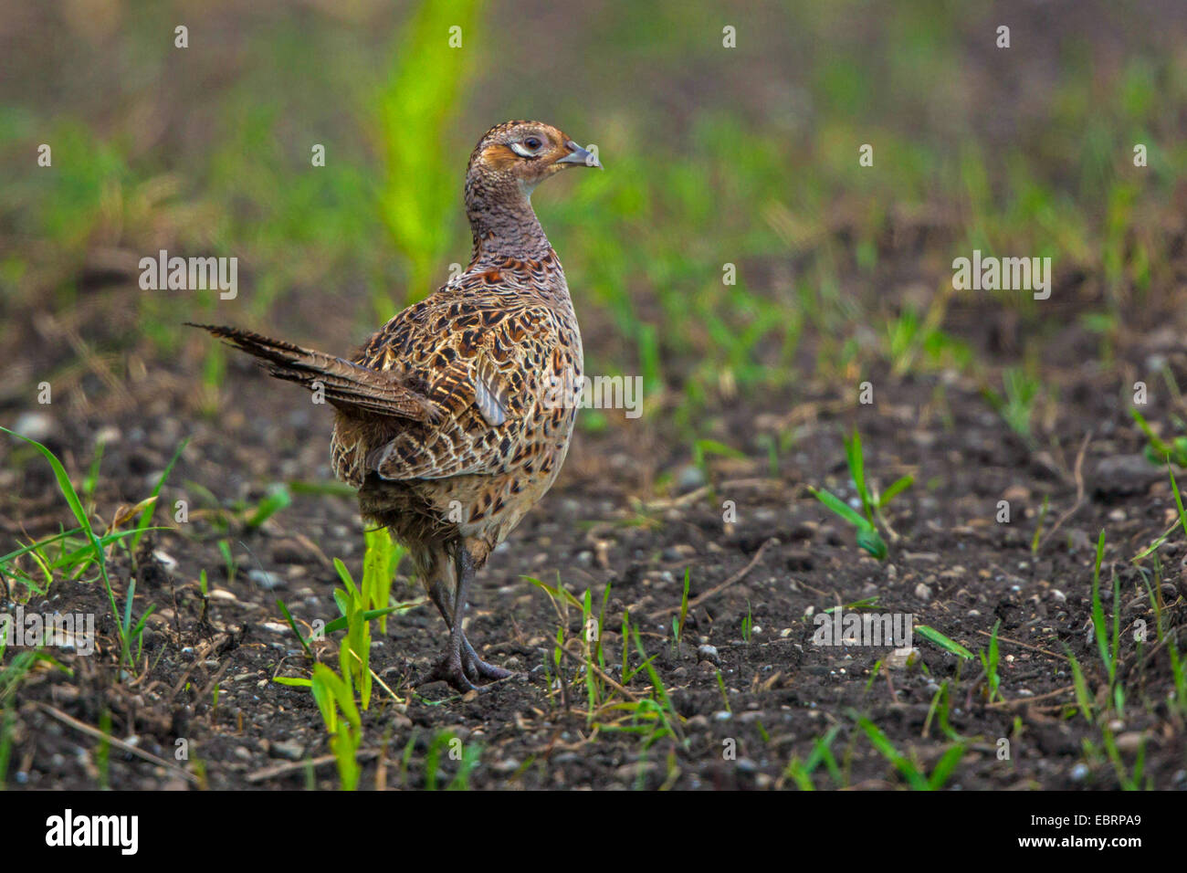 Il fagiano comune, Caucaso, Fagiano Fagiano caucasico (Phasianus colchicus), fagiano hen su un campo di mais, in Germania, in Baviera Foto Stock