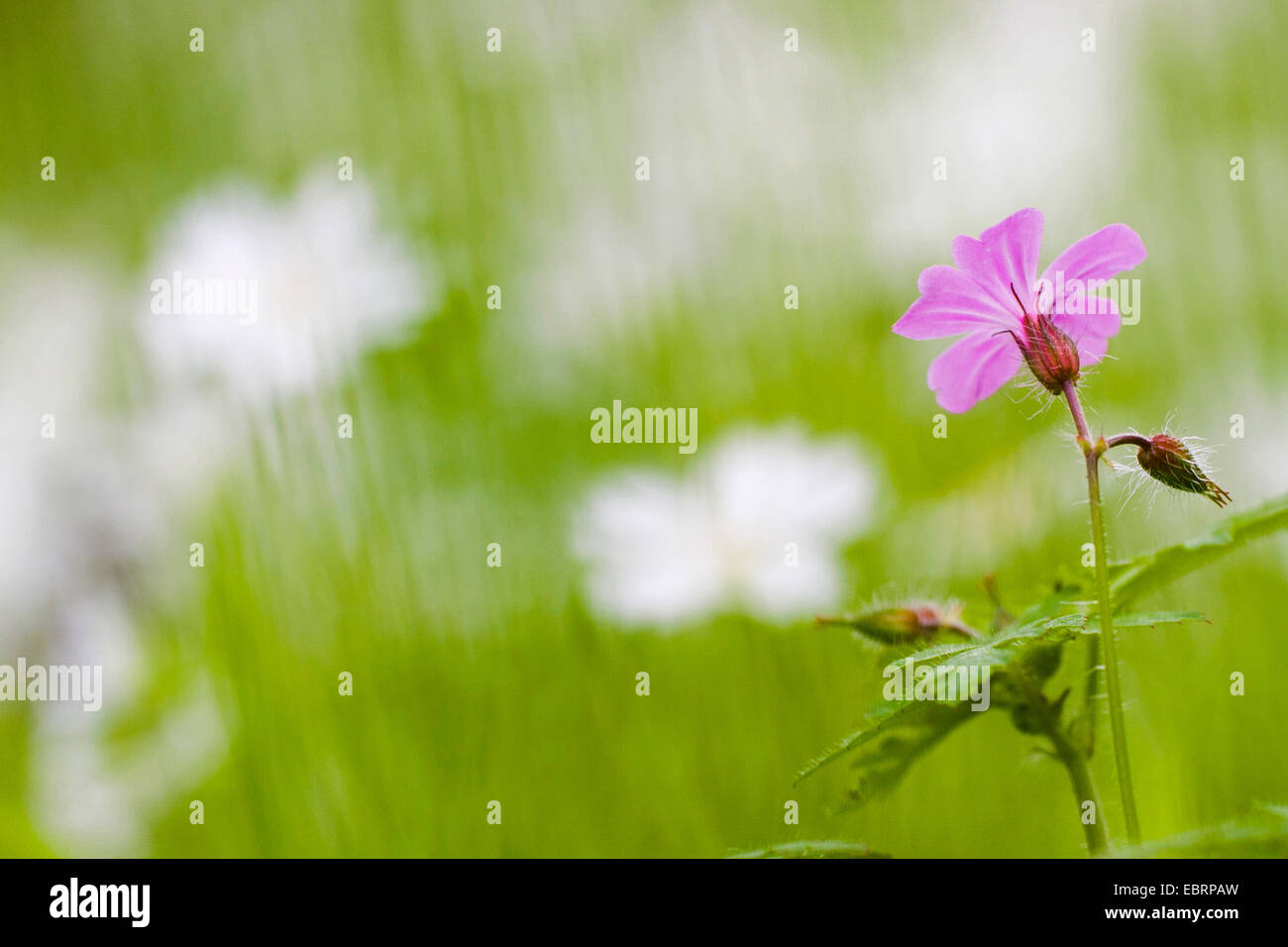 Herb Robert, Red Robin, morte Vieni in fretta, Robert (Geranio Geranium robertianum, Robertiella robertiana), fiore con boccioli di fiori, GERMANIA Baden-Wuerttemberg Foto Stock Herb Robert, Red Robin, morte Vieni in fretta, Robert (Geranio Geranium robertianum, Robertiella robertiana), fiore con boccioli di fiori, GERMANIA Baden-Wuerttemberg Foto Stock
