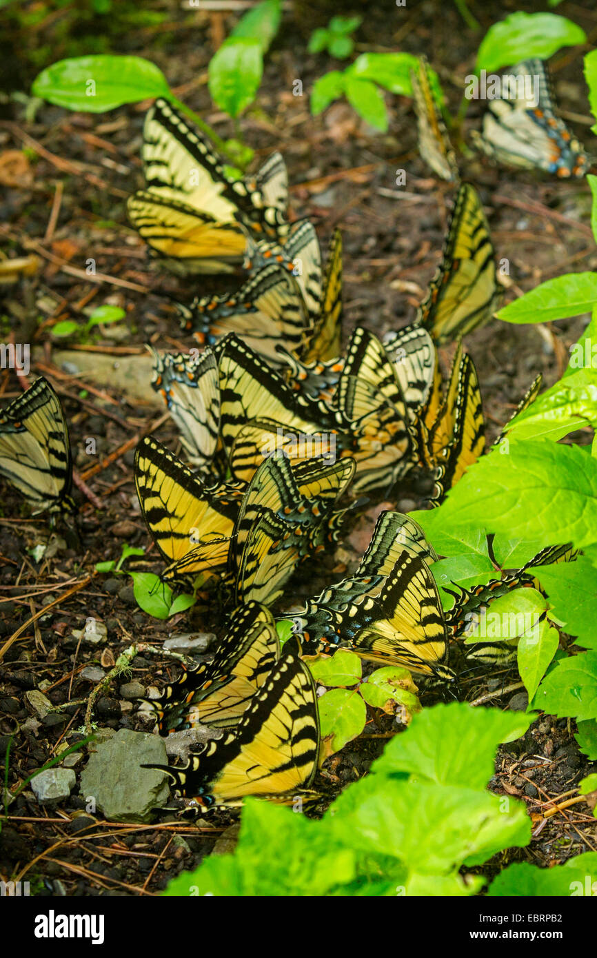 Orientale a coda di rondine di Tiger (Papilio glaucus), uno sciame di minerale a ben, USA, Tennessee, il Parco Nazionale di Great Smoky Mountains Foto Stock