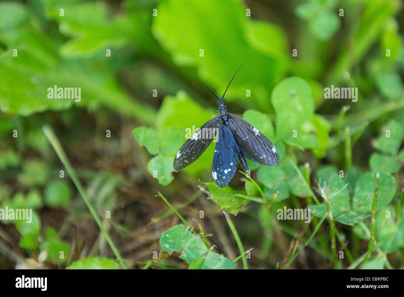 Dark Fishfly (Nigronia serricornis), volare alto, STATI UNITI D'AMERICA, il Tennessee, il Parco Nazionale di Great Smoky Mountains Foto Stock