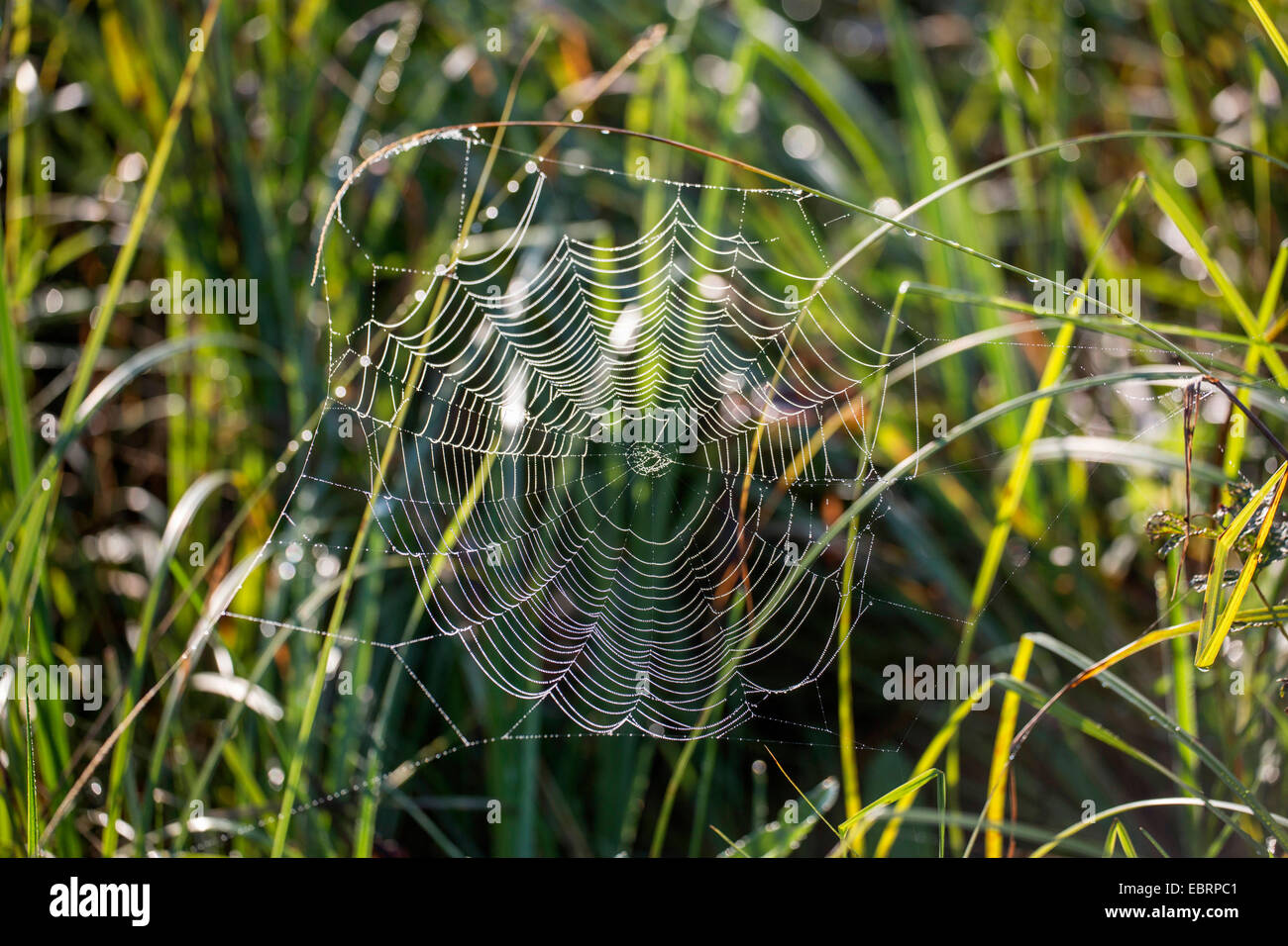 Orbweavers, orb-tessitura di ragni (ampio corposo orbweavers) (Araneidae), spider web con rugiada di mattina, in Germania, in Baviera Foto Stock