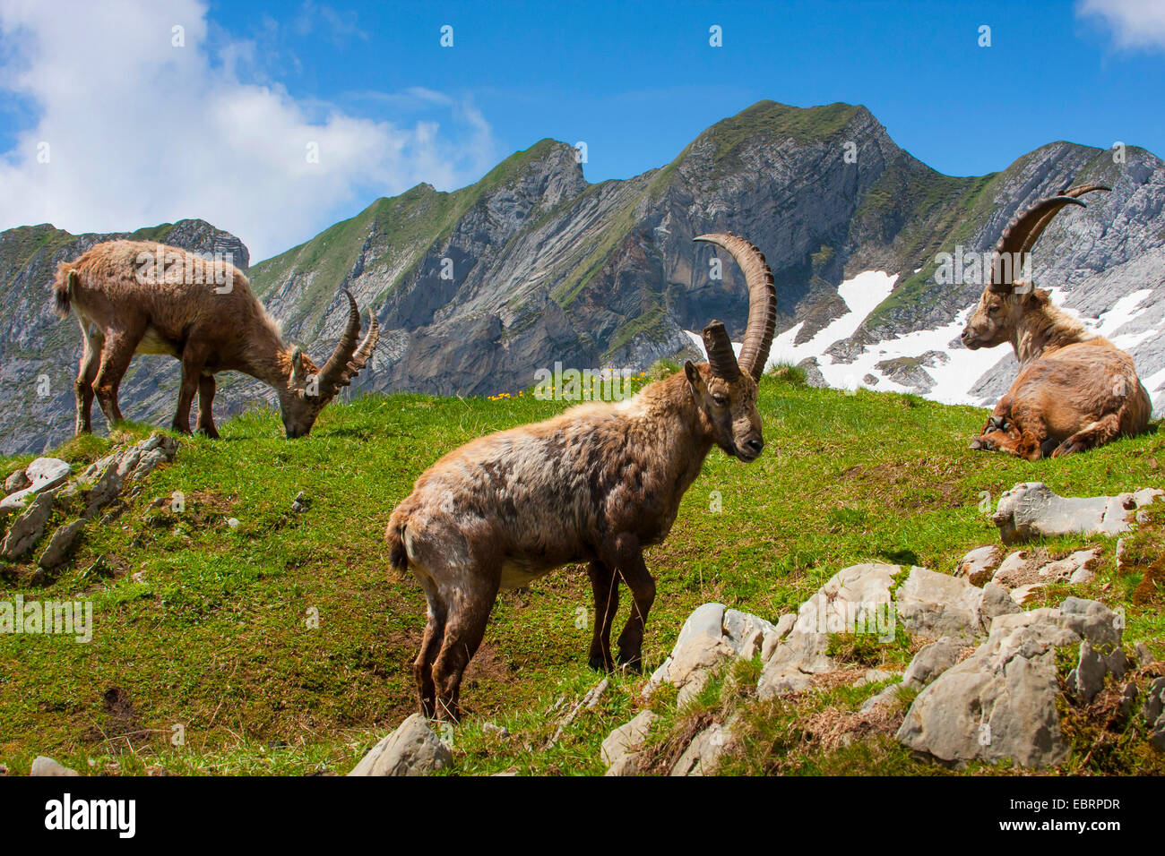 Stambecco delle Alpi (Capra ibex, Capra ibex ibex), stambecchi nelle Alpi Suisse, rotte off Horn, Svizzera, Alpstein, Saentis Foto Stock