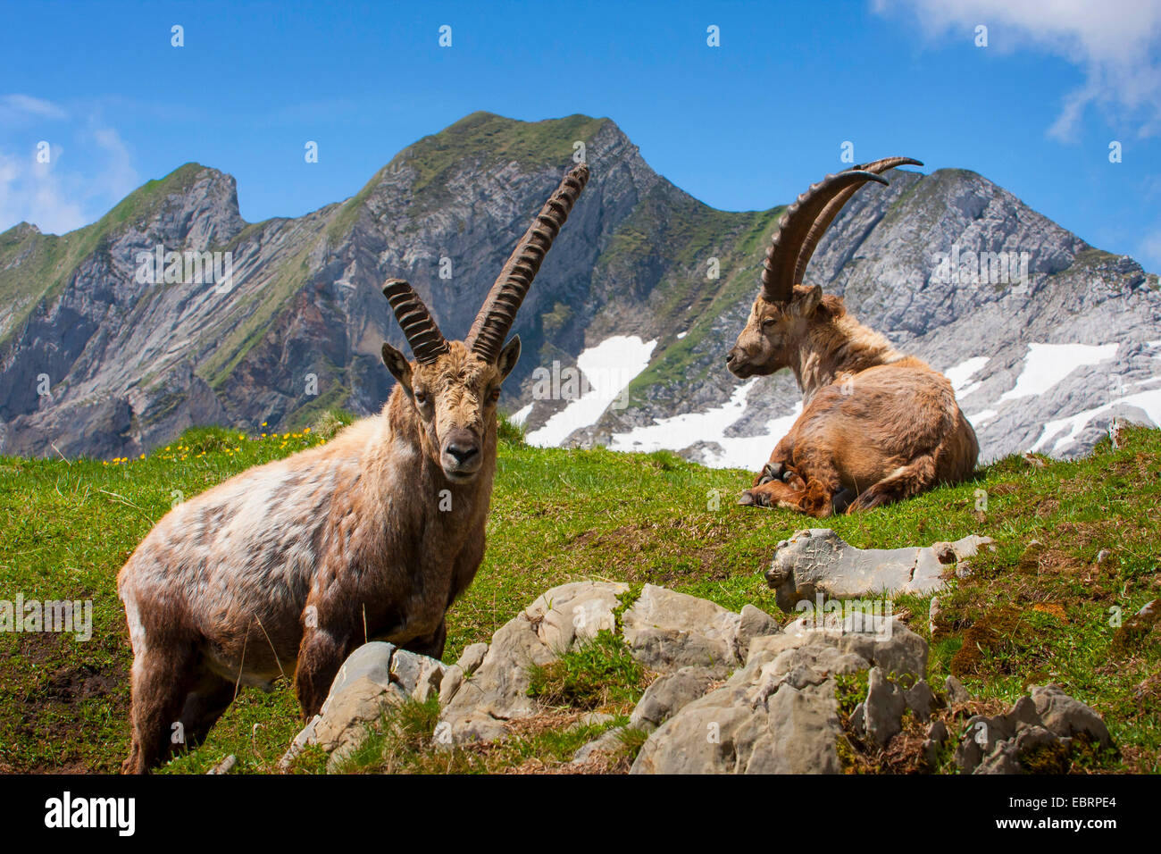 Stambecco delle Alpi (Capra ibex, Capra ibex ibex), stambecchi nelle Alpi Suisse, rotte off Horn, Svizzera, Alpstein, Saentis Foto Stock