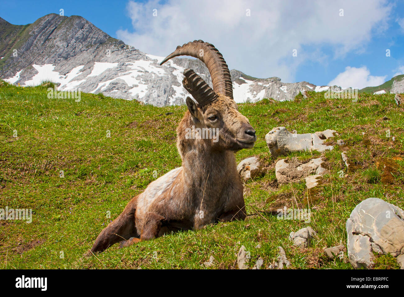 Stambecco delle Alpi (Capra ibex, Capra ibex ibex), di stambecco nelle Alpi Suisse, rotte off Horn, Svizzera, Alpstein, Saentis Foto Stock
