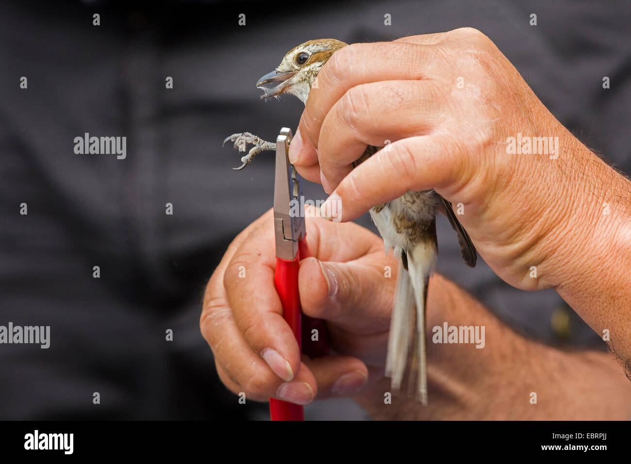 Red-backed shrike (Lanius collurio), bande di un teenager shrike, Germania, Hesse Foto Stock