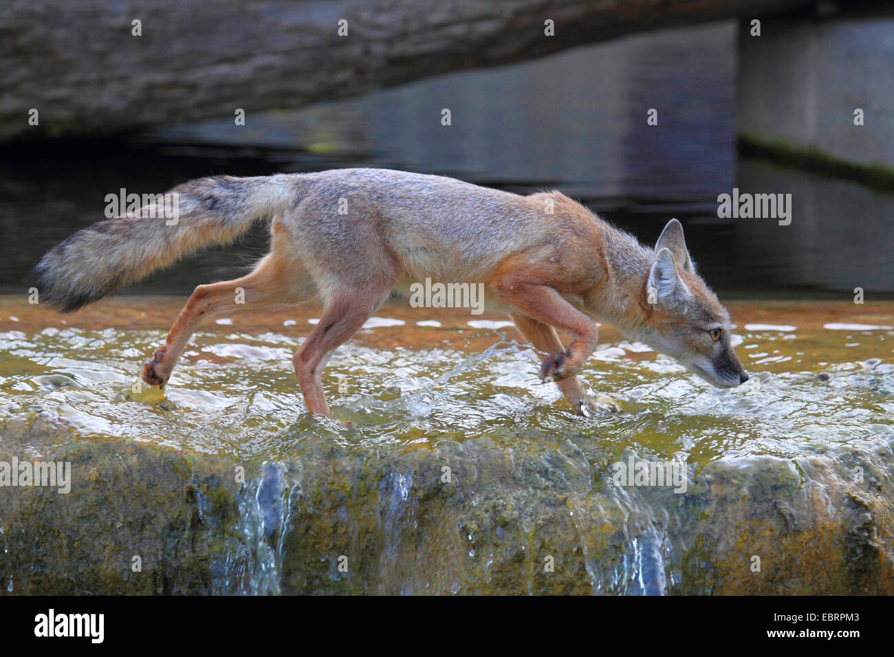 Corsac volpe (Vulpes vulpes corsac), camminando attraverso l acqua e lo sniffing Foto Stock