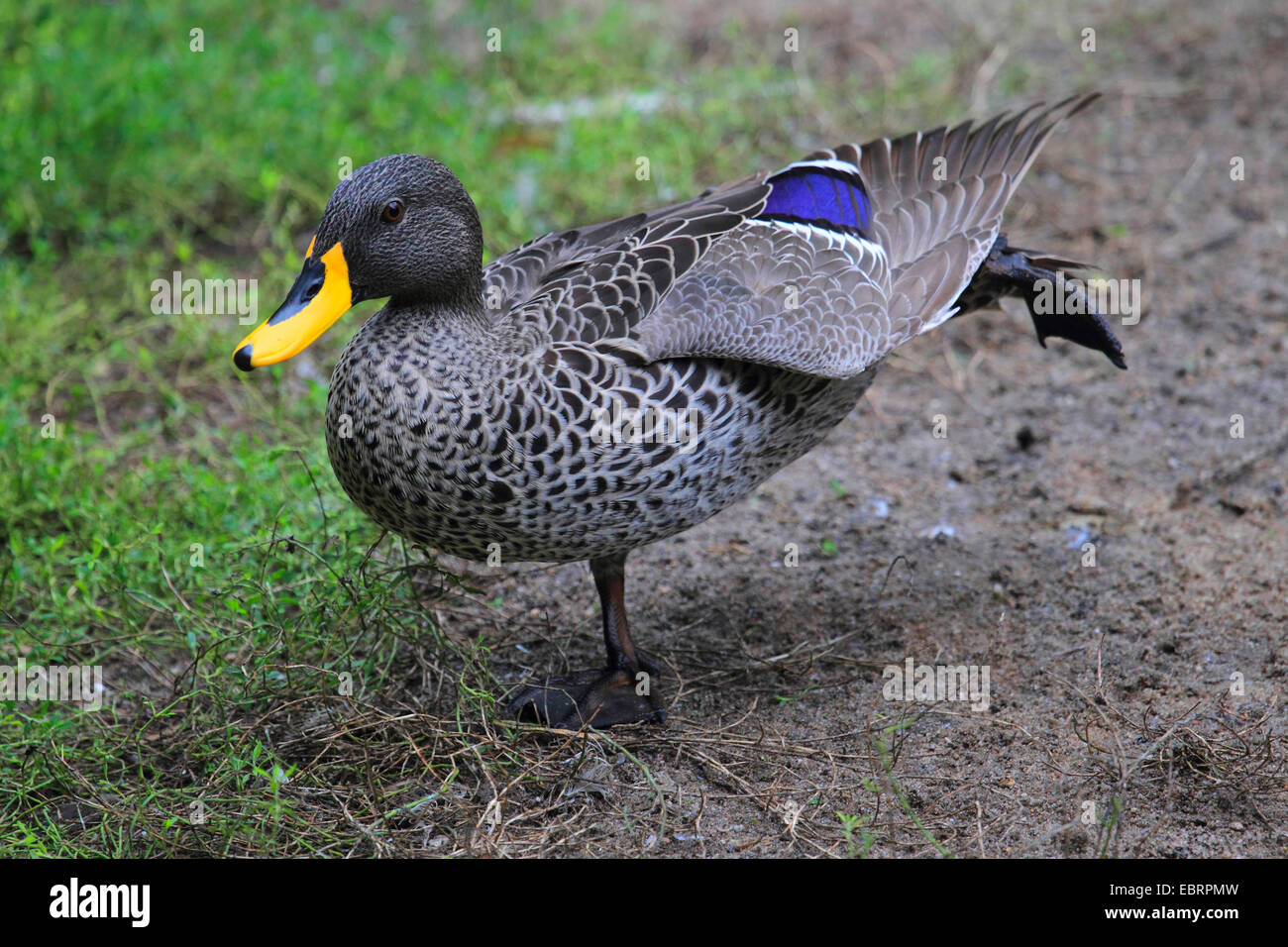 African giallo-bill (Anas undulata), in piedi su una gamba sola e stretching Foto Stock