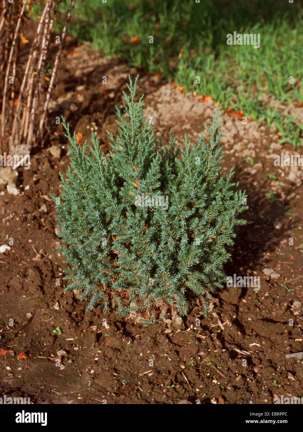 Cinese di ginepro (Juniperus chinensis 'Stricta', Juniperus chinensis Stricta), cultivar Stricta Foto Stock