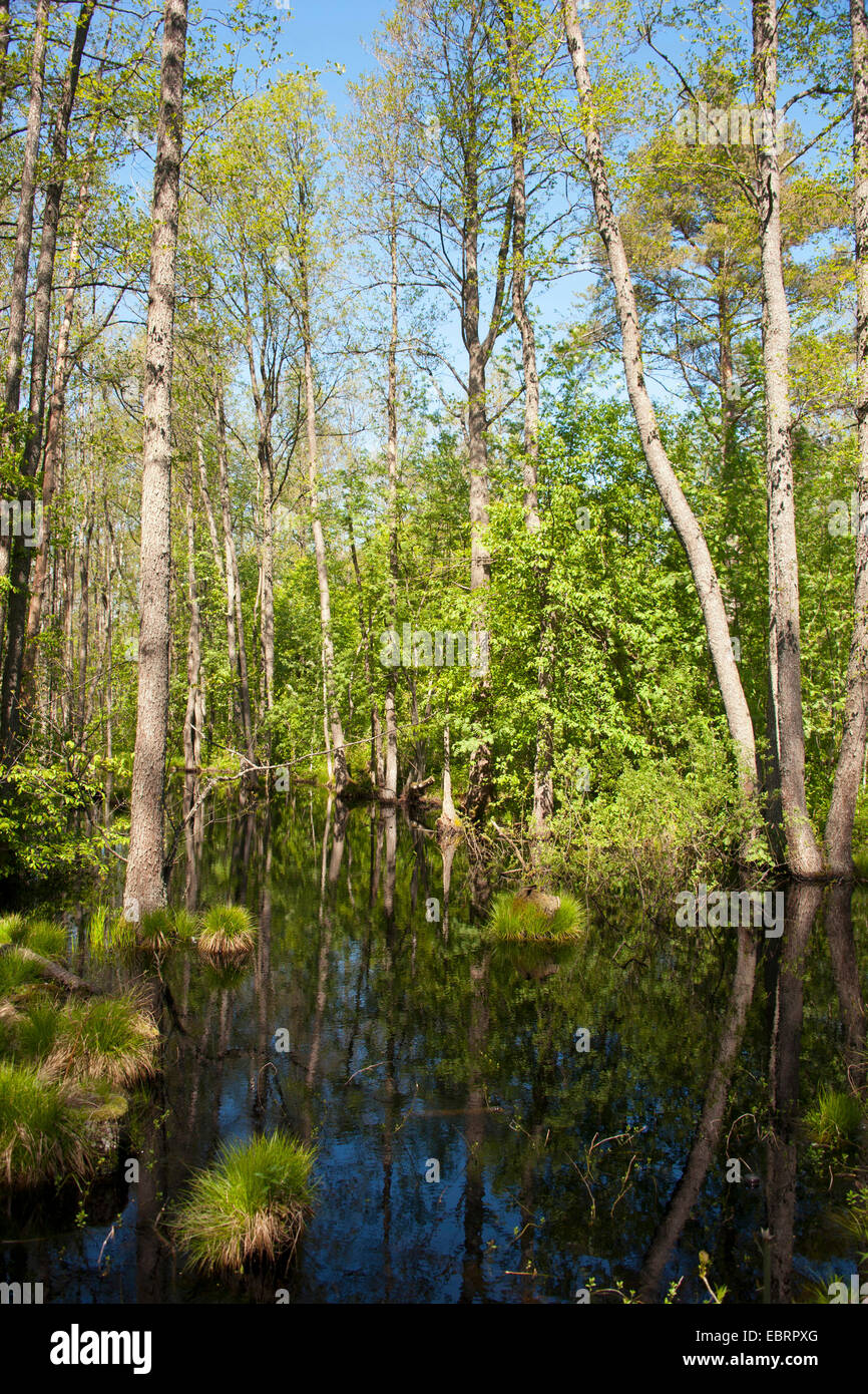 Palude Foresta e moor pond, Estonia, Parispea, Lahemaa National Park Foto Stock