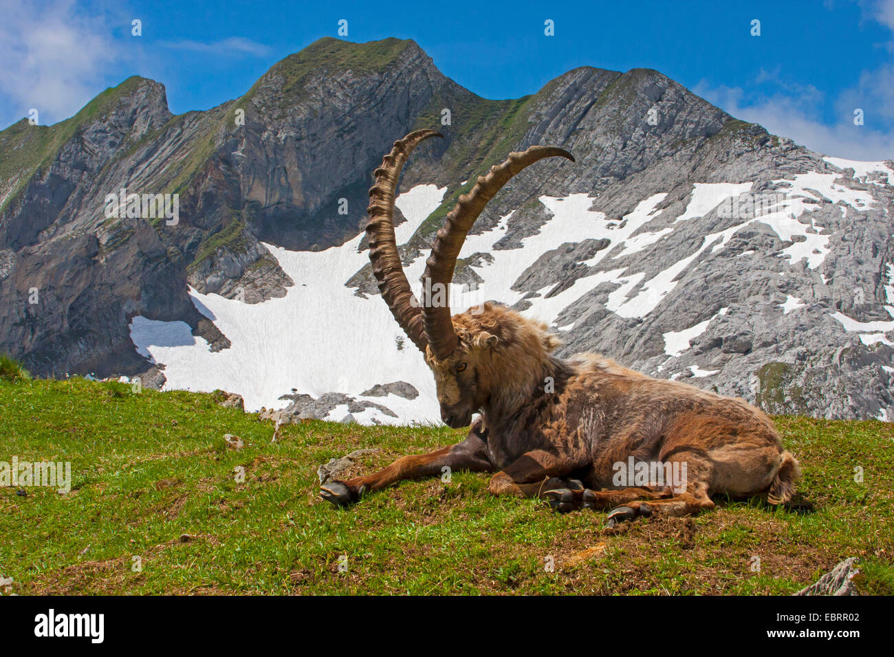 Stambecco delle Alpi (Capra ibex, Capra ibex ibex), magnifica maschio stambecco alpino cambiando casacca, Svizzera, Alpstein, Saentis Foto Stock