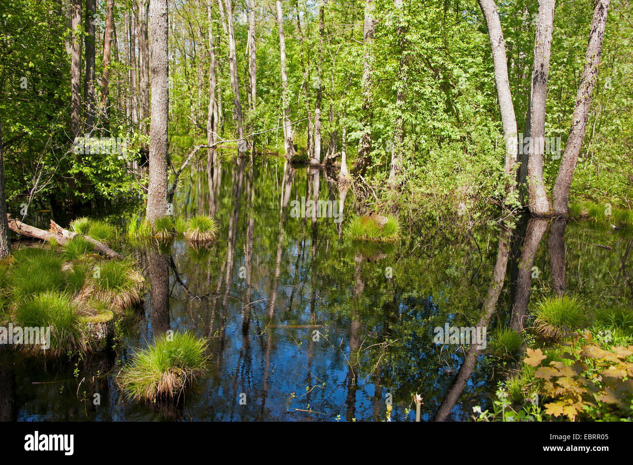 Palude Foresta e moor pond, Estonia, Parispea, Lahemaa National Park Foto Stock