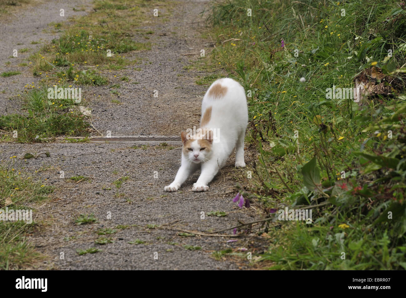 Il gatto domestico, il gatto di casa (Felis silvestris f. catus) e si estende su un percorso di campo, Francia Bretagna, Erquy Foto Stock