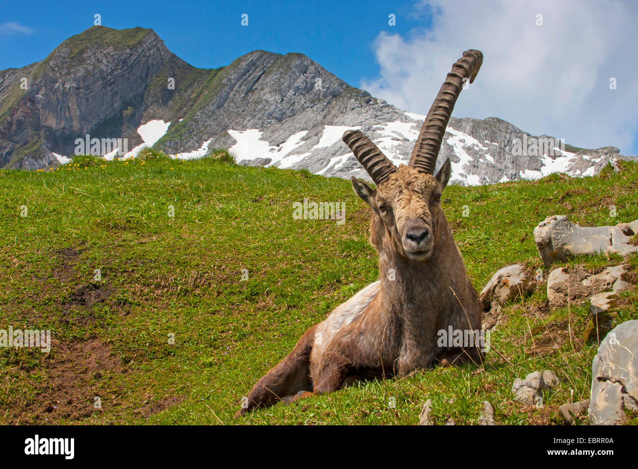 Stambecco delle Alpi (Capra ibex, Capra ibex ibex), di stambecco nelle Alpi Suisse, rotte off Horn, Svizzera, Alpstein, Saentis Foto Stock
