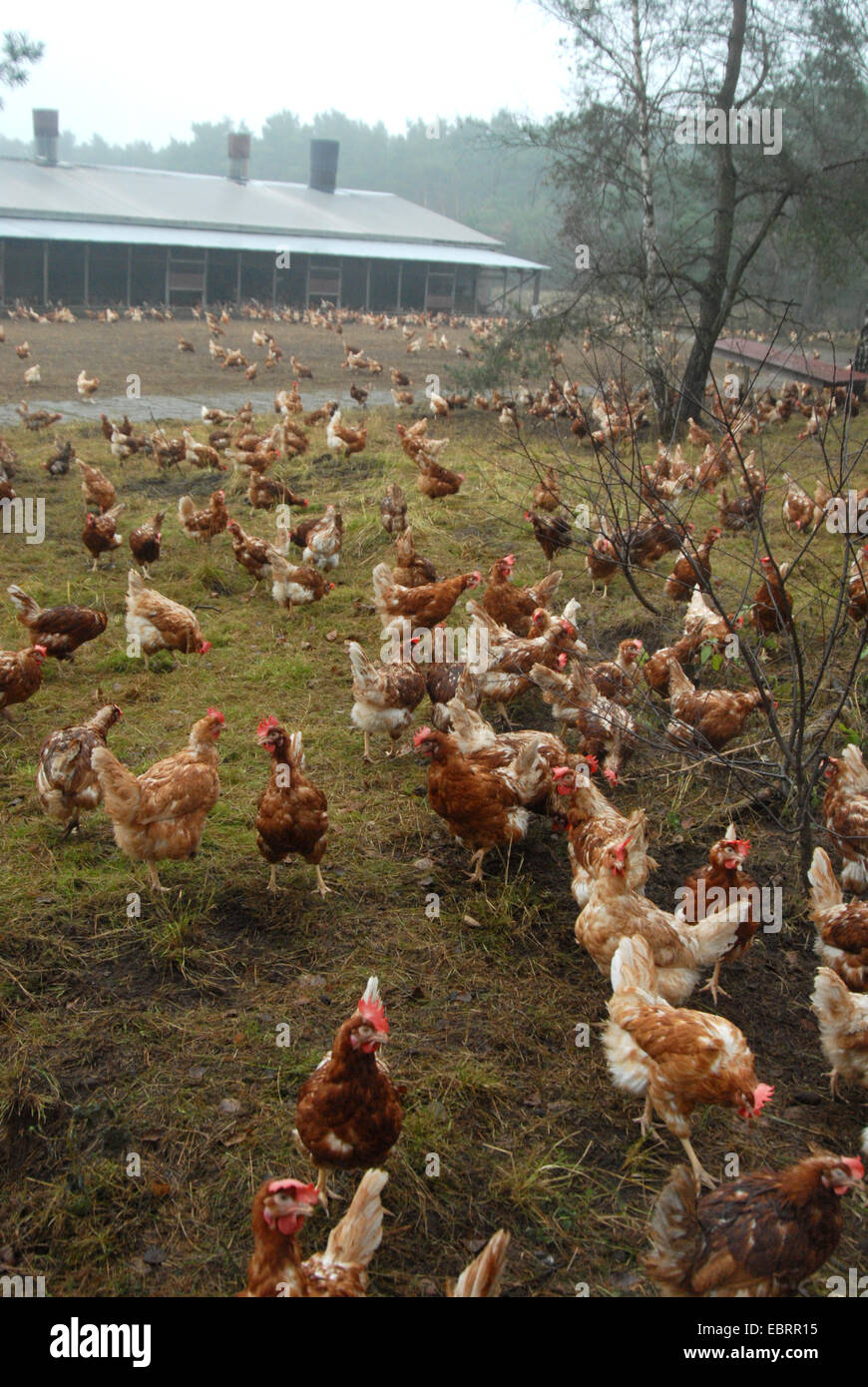 Galli e galline (Gallus gallus f. domestica), intervallo libero in una fattoria di pollo, Germania, Foto Stock