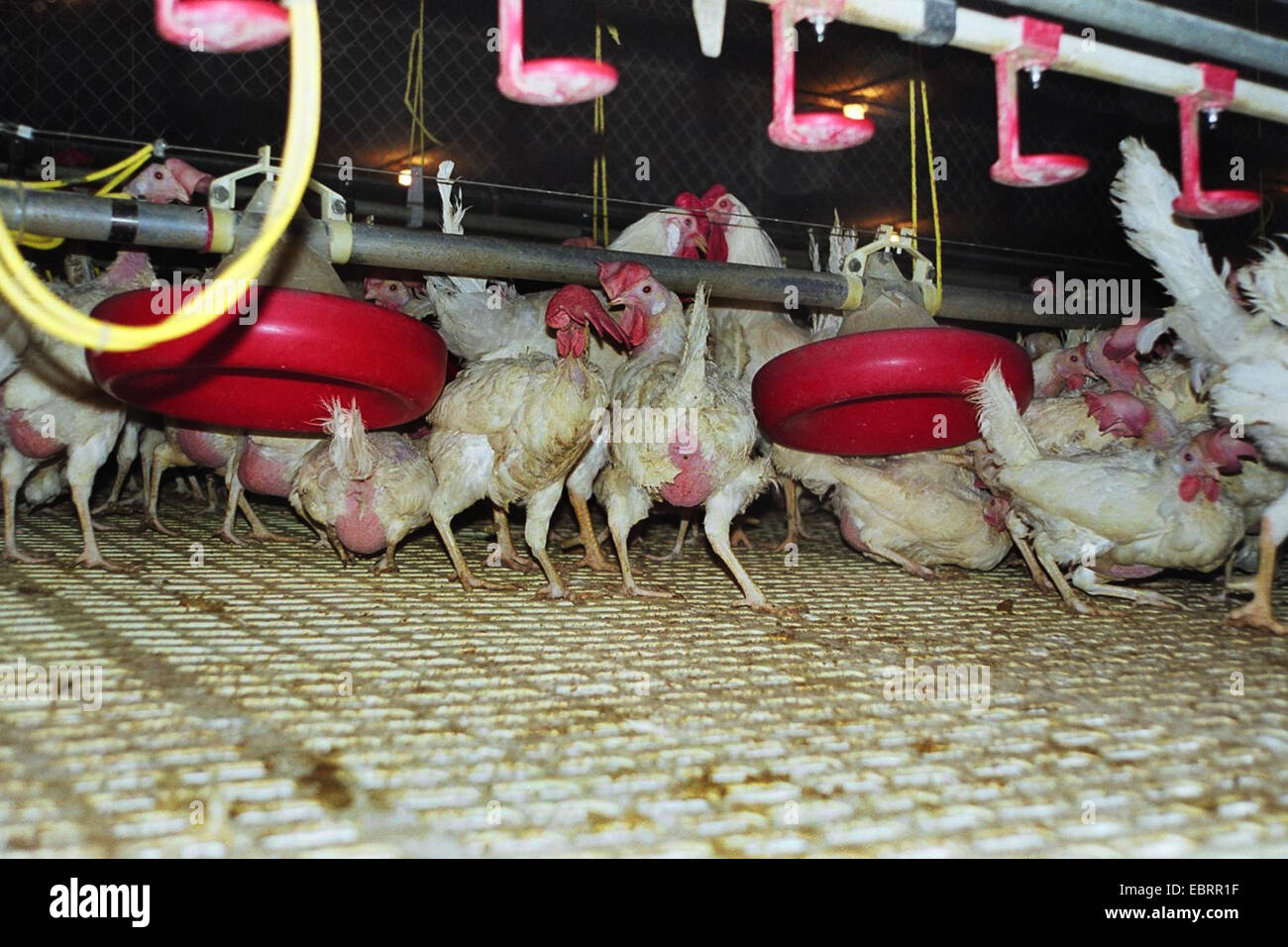 Galli e galline (Gallus gallus f. domestica), migliaia di polli da tavola bloccati insieme in una casa della gallina in agricoltura industriale in stato di desolazione, Germania, Foto Stock