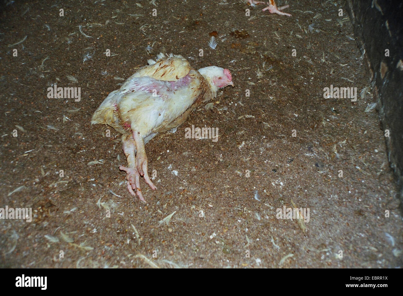 Galli e galline (Gallus gallus f. domestica), uno dei molti polli da tavola morire durante l'agricoltura industriale è sdraiato sul pavimento pollaio, Germania, Foto Stock