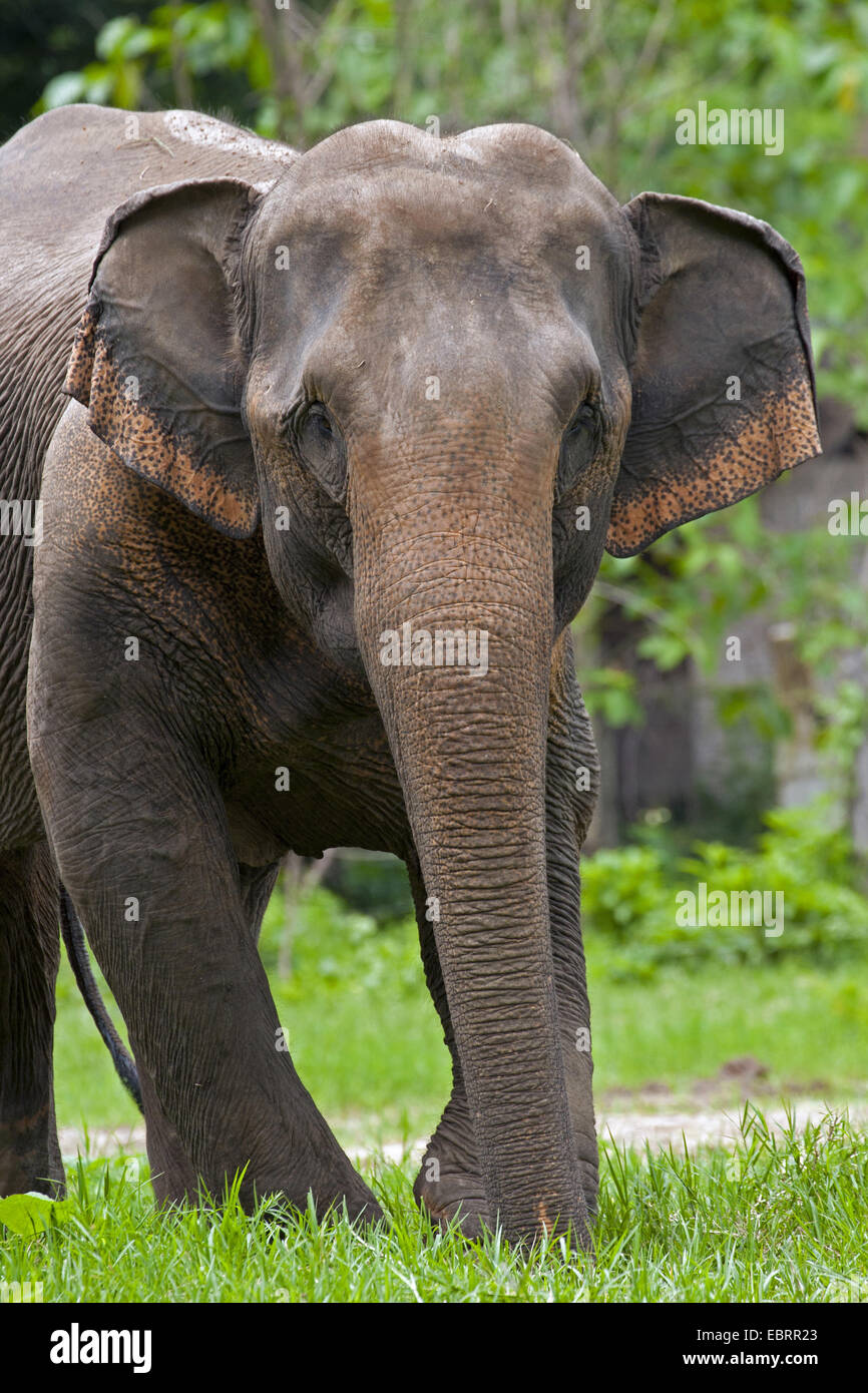 Elefante asiatico, elefante Asiatico (Elephas maximus), vista frontale, Thailandia, Elephant Nature Park, Chiang Mai Foto Stock