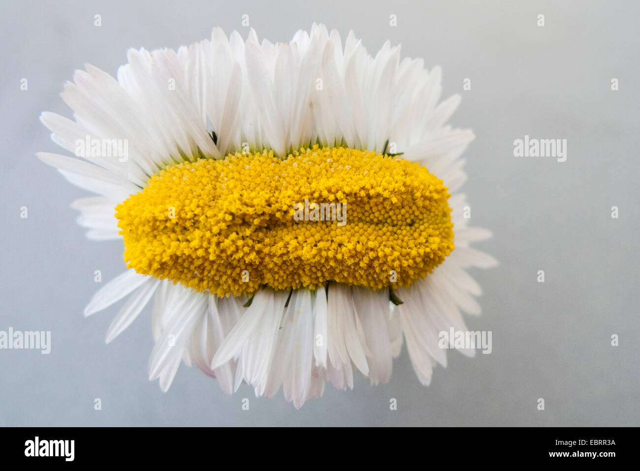 Daisy comune, prato daisy, inglese daisy (Bellis perennis), fiore testata mostra fascino, causata dal Corynebacterium fascians, GERMANIA Baden-Wuerttemberg Foto Stock