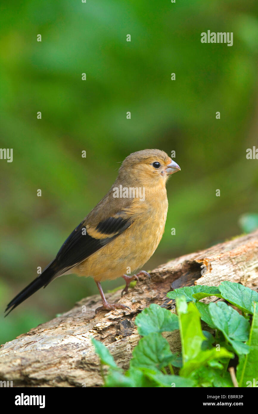 , Bullfinch ciuffolotto, bullfinch settentrionale (Pyrrhula pyrrhula), giovani donne su un fragile post in legno, in Germania, in Renania settentrionale-Vestfalia Foto Stock