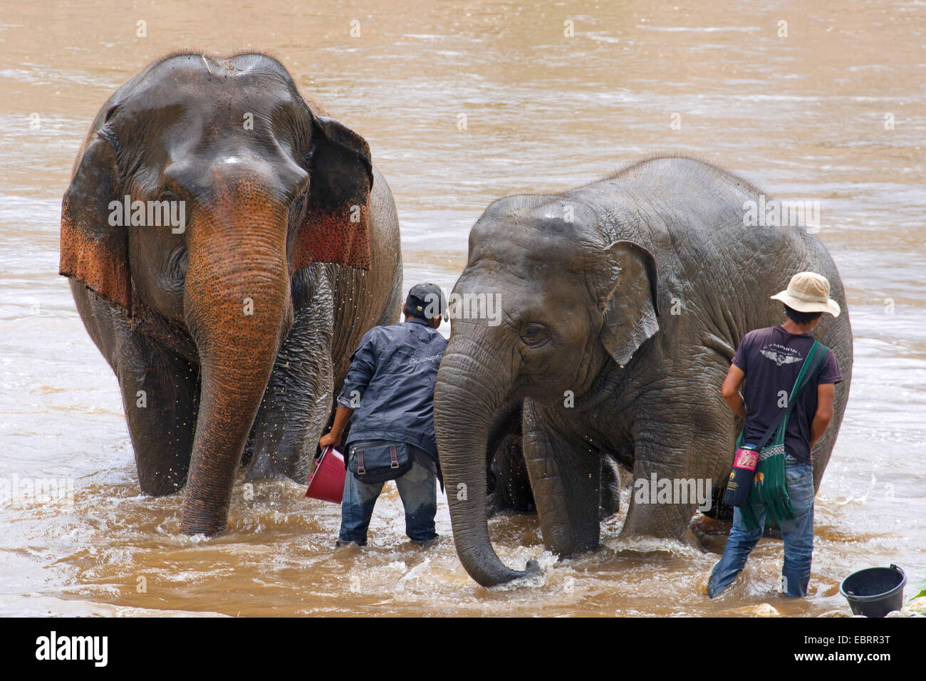 Elefante asiatico, elefante Asiatico (Elephas maximus), un bagno in un fiume con mahouts, Thailandia, Elephant Nature Park, Chiang Mai Foto Stock
