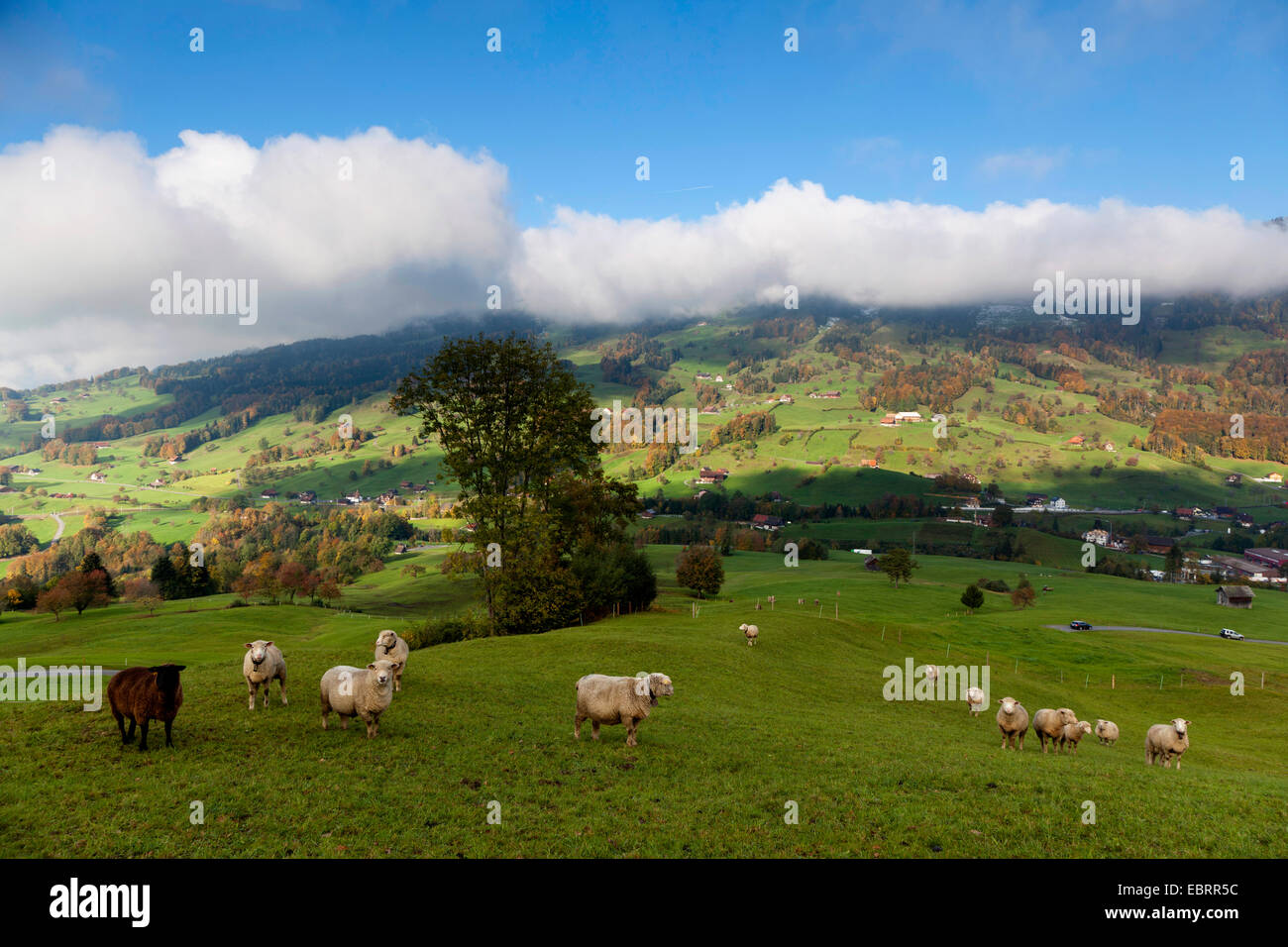 Le pecore al pascolo in autunno, Svizzera, Kanton Schwyz, Mostelberg Foto Stock