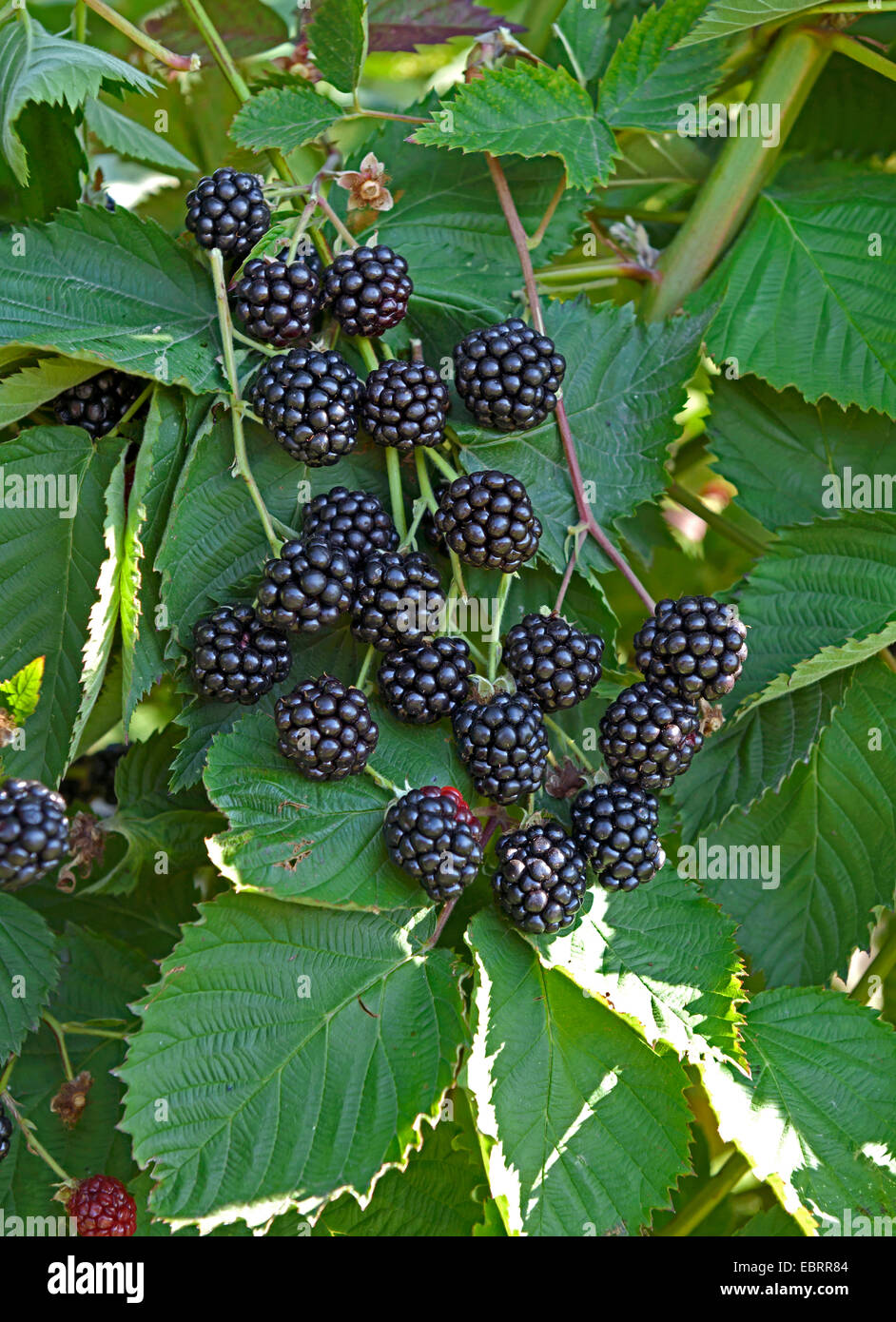 Blackberry, Rovo (Rubus fruticosus 'Loch Ness", Rubus fruticosus Loch Ness), blackberris, cultivar Loch Ness Foto Stock