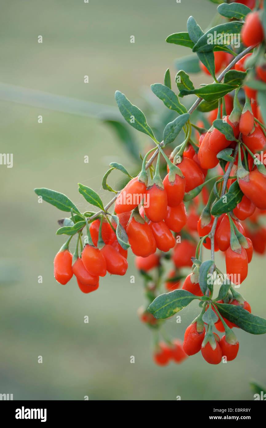 Wolfberry cinese, comune del matrimonio di vite (Lycium barbarum 'n. 1 Grande Lifeberry', Lycium barbarum n. 1 Grande Lifeberry), goji bacche, cultivar n. 1 Lifeberry Foto Stock