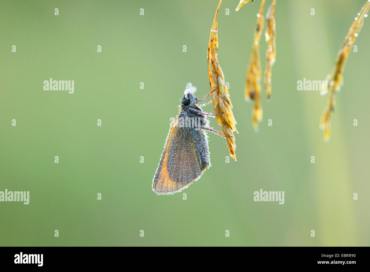 Piccola skipper (Thymelicus sylvestris, Thymelicus flavus), in corrispondenza di una levetta di erba, in Germania, in Baviera Foto Stock